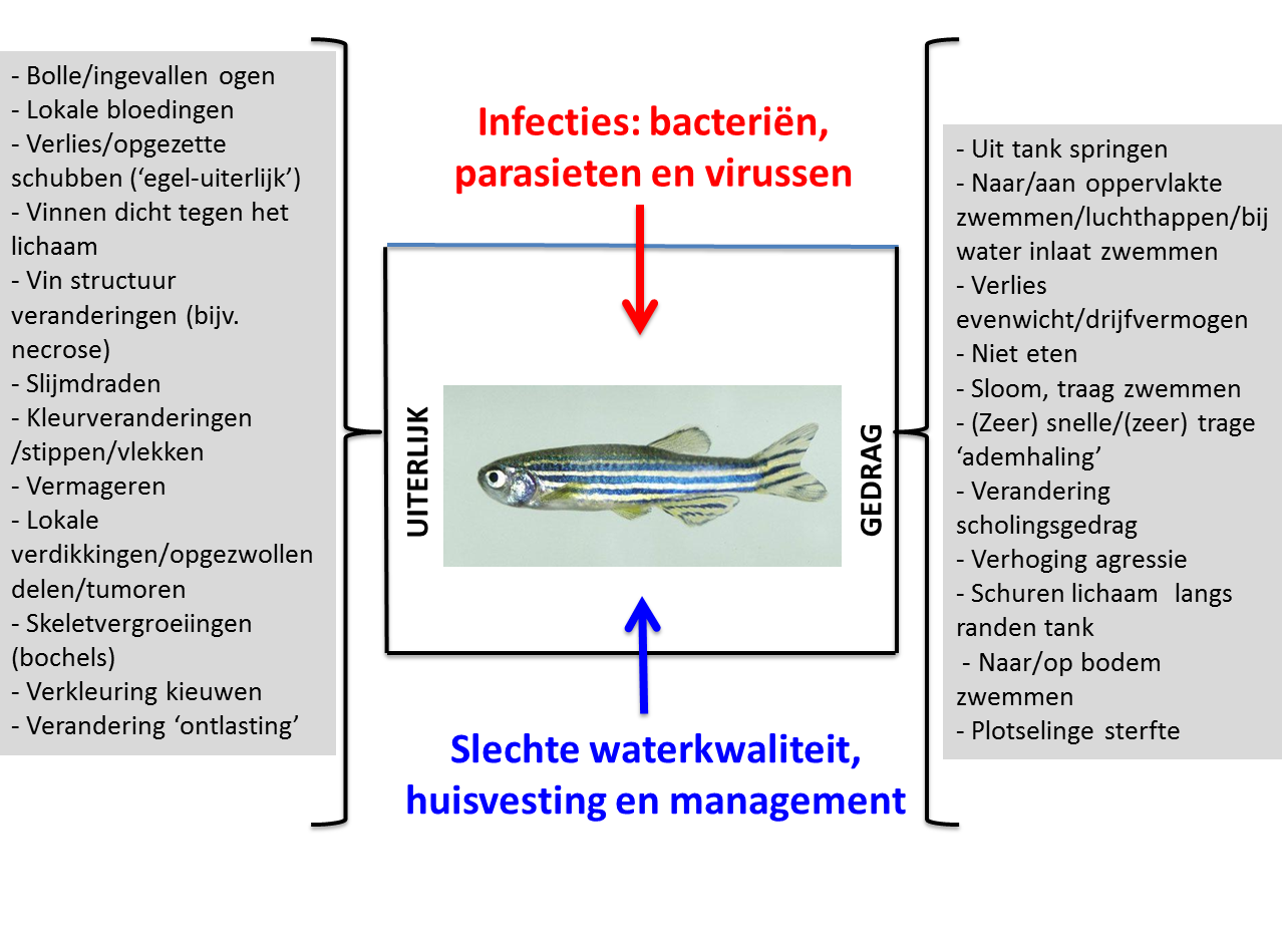 Schema_gezondheid